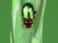 Crepidodera aurata