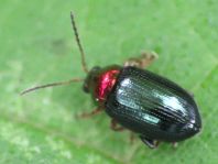 Crepidodera aurata