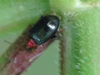 Crepidodera aurata