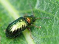 Crepidodera plutus