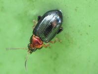 Crepidodera aurata