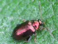 Crepidodera aurea, Goldener Erdfloh