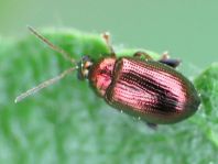 Crepidodera aurea, Goldener Erdfloh