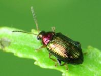 Crepidodera aurata