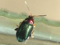 Crepidodera aurata