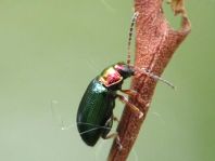 Crepidodera aurata
