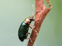 Crepidodera aurata