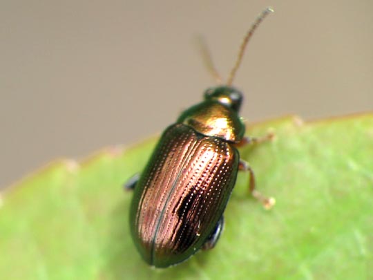Crepidodera aurea, Goldener Erdfloh