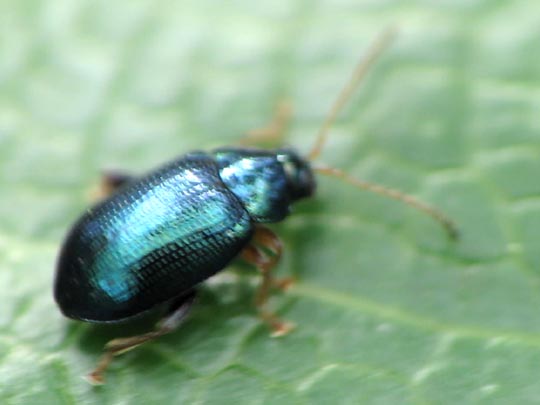 Crepidodera aurea, Goldener Erdfloh
