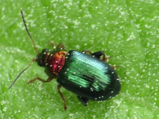 Crepidodera aurata
