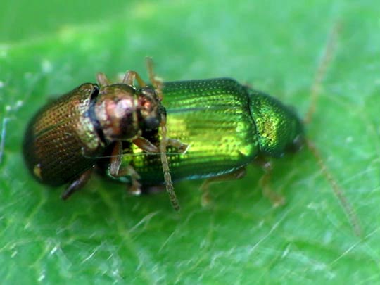 Crepidodera sp.
