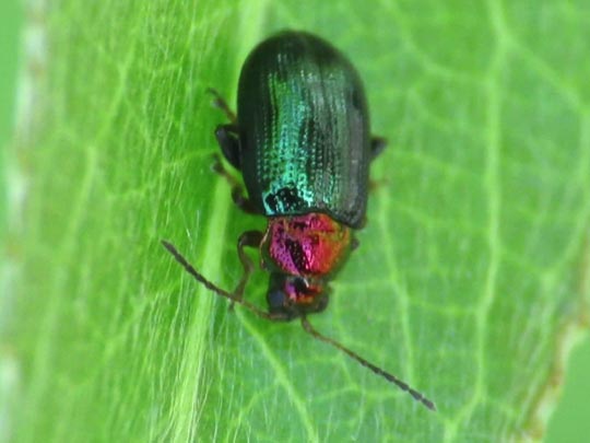 Crepidodera aurata