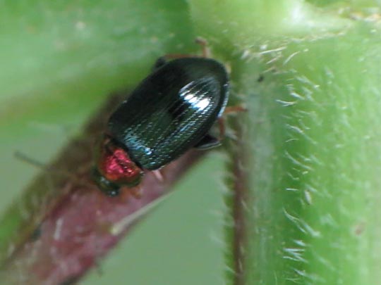 Crepidodera aurata