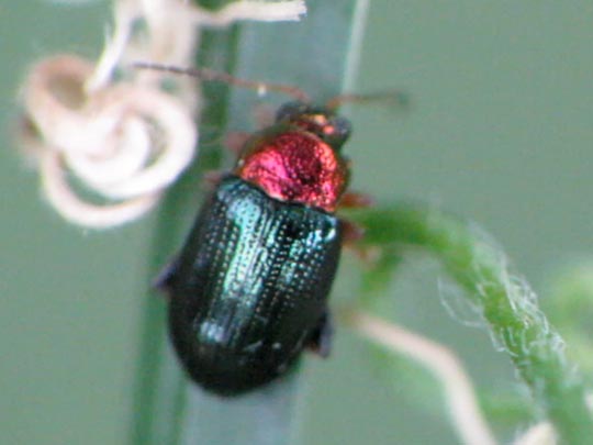 Crepidodera aurata
