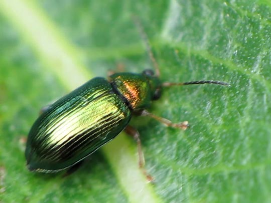 Crepidodera plutus