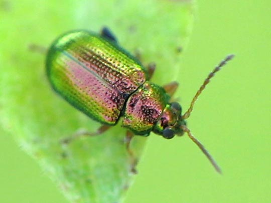 Crepidodera fulvicornis