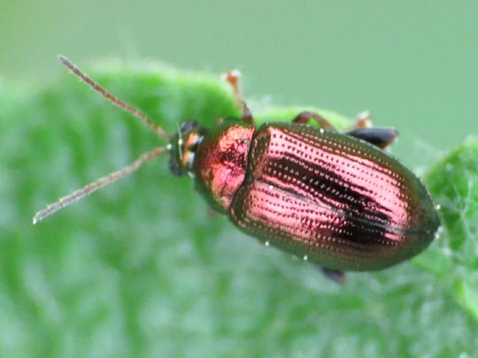 Crepidodera aurea, Goldener Erdfloh