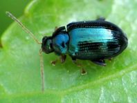 Crepidodera aurea, Goldener Erdfloh