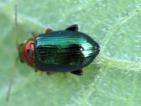 Crepidodera aurata