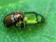Crepidodera sp.