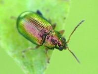 Crepidodera fulvicornis