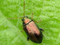 Crepidodera fulvicornis