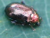 Crepidodera sp.
