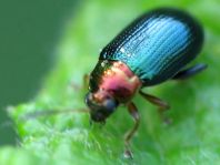 Crepidodera aurata