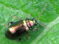 Crepidodera sp.
