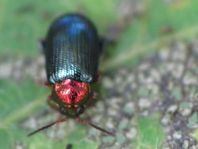 Crepidodera cf. aurata