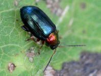Crepidodera cf. aurata