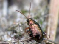 Crepidodera sp.