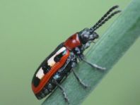 Crioceris asparagi, Gemeines Spargelhähnchen