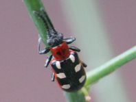 Crioceris asparagi, Gemeines Spargelhähnchen