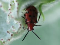 Zwölfpunkt-Spargelkäfer, Crioceris duodecimpunctata
