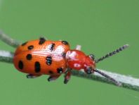 Zwölfpunkt-Spargelkäfer, Crioceris duodecimpunctata