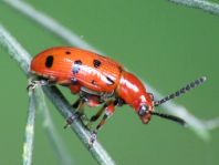 Zwölfpunkt-Spargelkäfer, Crioceris duodecimpunctata
