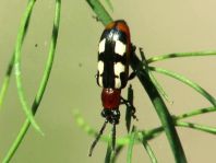 Crioceris asparagi, Gemeines Spargelhähnchen
