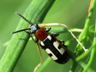 Crioceris asparagi, Gemeines Spargelhähnchen