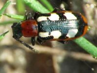 Crioceris asparagi, Gemeines Spargelhähnchen