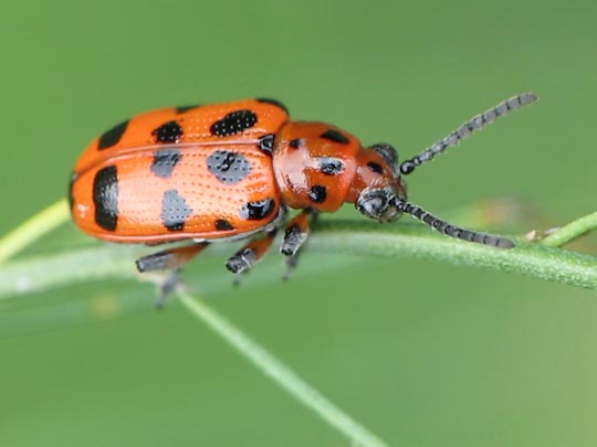 Crioceris quatuordecimpunctata, Großgefleckter Spargelkäfer