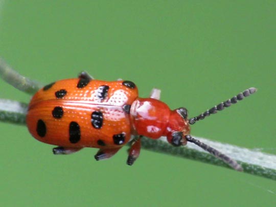 Zwölfpunkt-Spargelkäfer, Crioceris duodecimpunctata