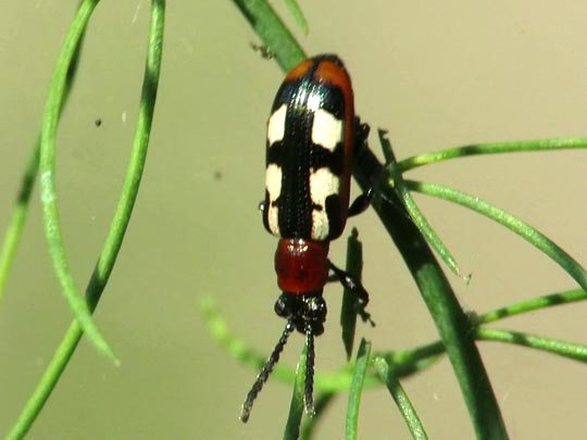Crioceris asparagi, Gemeines Spargelhähnchen