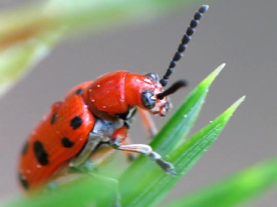 Zwölfpunkt-Spargelkäfer, Crioceris duodecimpunctata
