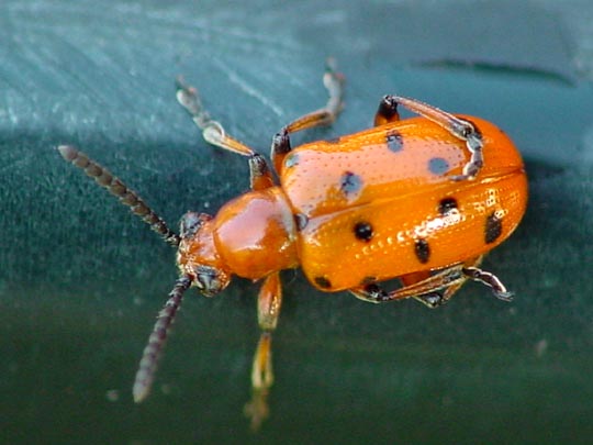Zwölfpunkt-Spargelkäfer, Crioceris duodecimpunctata