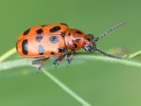 Crioceris quatuordecimpunctata, Großgefleckter Spargelkäfer