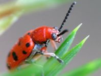 Zwölfpunkt-Spargelkäfer, Crioceris duodecimpunctata