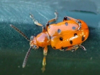 Zwölfpunkt-Spargelkäfer, Crioceris duodecimpunctata