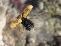 Cryptocephalus pusillus