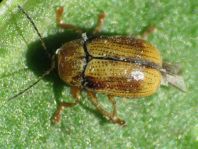 Cryptocephalus pusillus